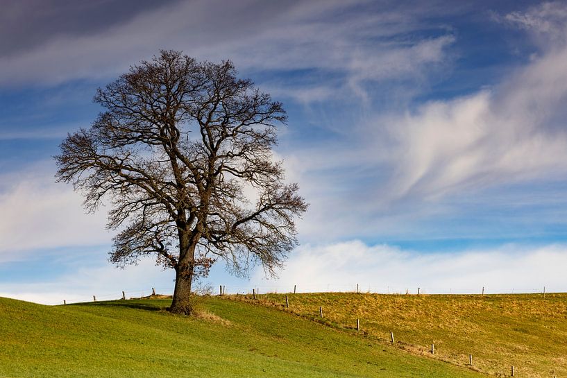 Imposing tree near Apfeldorf by Andreas Müller