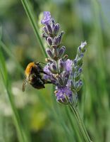 Sensation de printemps