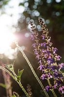 Lavendel in de zon