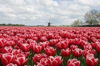 Tulpen en molen