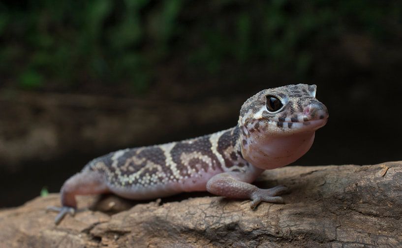 A hunting banded gecko (Coleonyx mitratus) by Thijs van den Burg