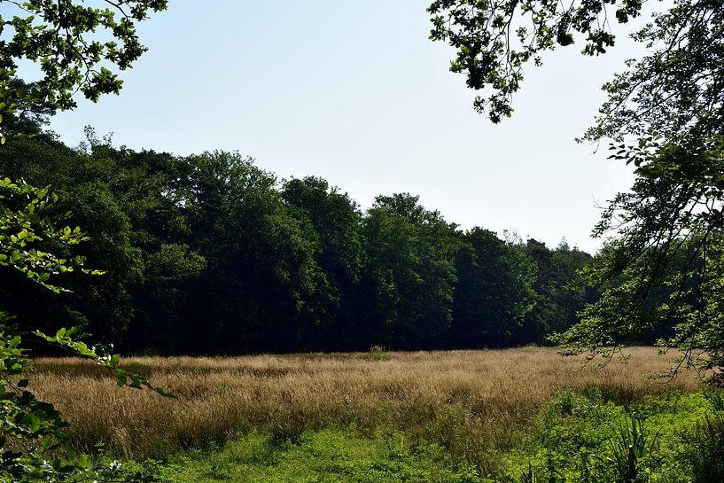 Une prairie forestière ensoleillée par Gerard de Zwaan