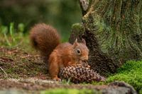 Squirrel in the woods