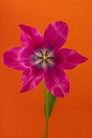 Eyecatcher Pop of Colour: Eine offene fuchsiafarbene Tulpe in Orange