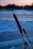 flower of broadleaf cattail