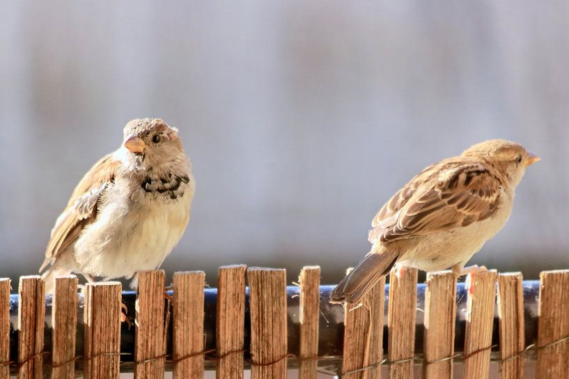 Two common house sparrow birds by Bobsphotography