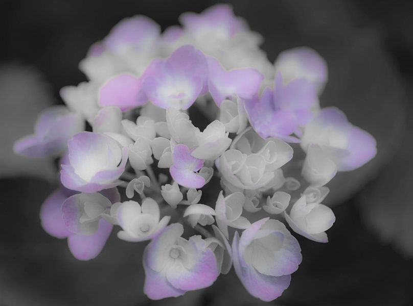 Hydrangea by Ans Bastiaanssen