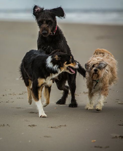 Chiens sur la plage par It's Sobi