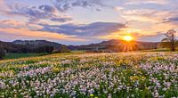 Beautiful sunset with flower meadow