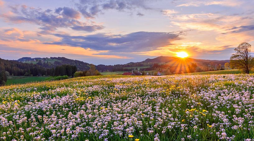 Magnifique coucher de soleil avec prairie fleurie par Andreas Föll