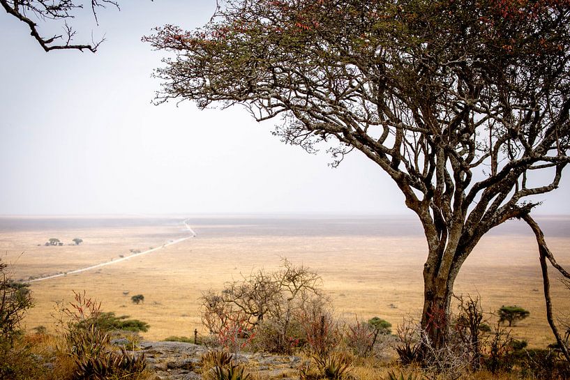 Die Serengeti von Julian Buijzen
