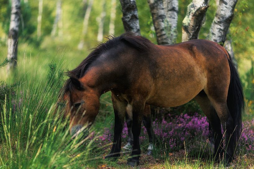 Wildpferde von Robert Szczotka