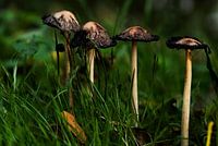 Pilztintenpilz (Coprinus comatus)