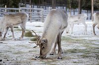 Reindeer in the snow in Lapland