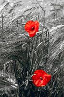 Mohnblumen im Kornfeld