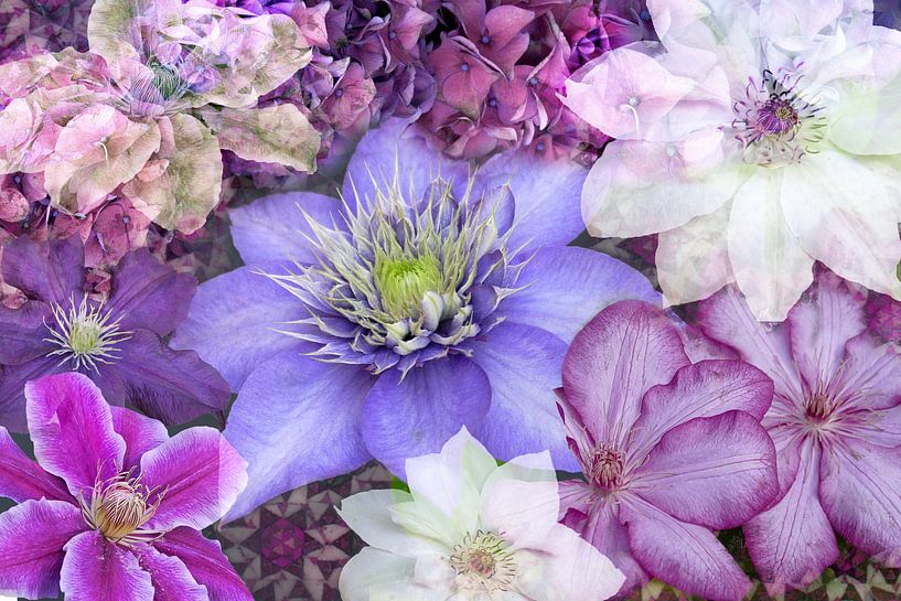 clematisblüten von christine b-b müller