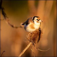 Stieglitz im warmen Morgenlicht