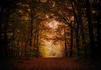 Herbstwald 1