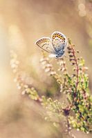 Heidekrautblau auf der Heide