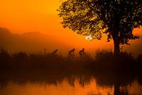 Holländischer Morgen