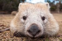 Wombat - Knuddel - Wombat - Australien Wildtier