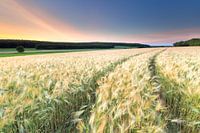 Gerstenfeld - Montferland