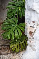 Monstera-Pflanze in Spanien