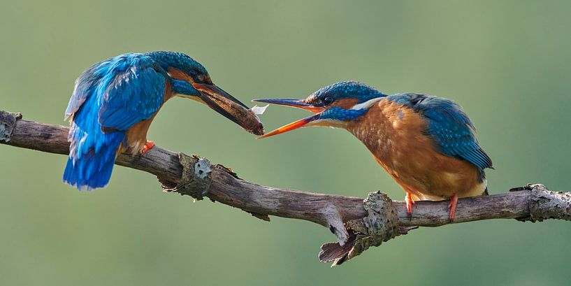 Kingfisher - Love on the waterfront by Kingfisher.photo - Corné van Oosterhout