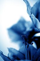 Amaryllis 11 - tout est amour