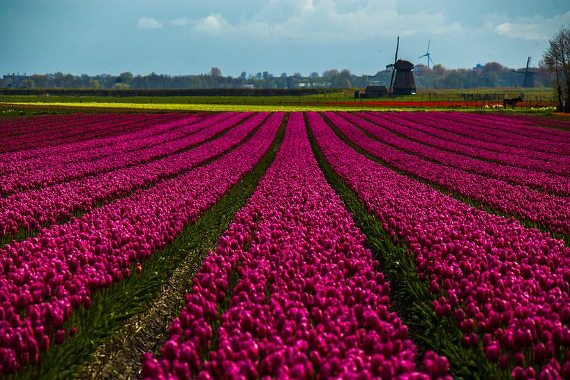 Des tulipes rouges à l'Egmond par peterheinspictures