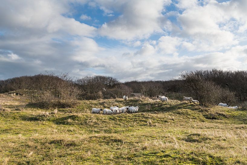 Sheep by Johanna Blankenstein