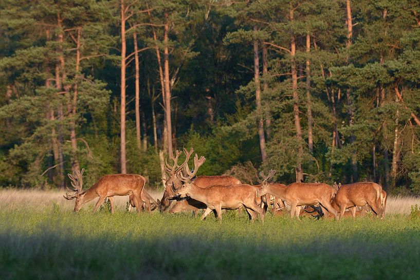 Cerfs rouges par Andy van der Steen - Fotografie