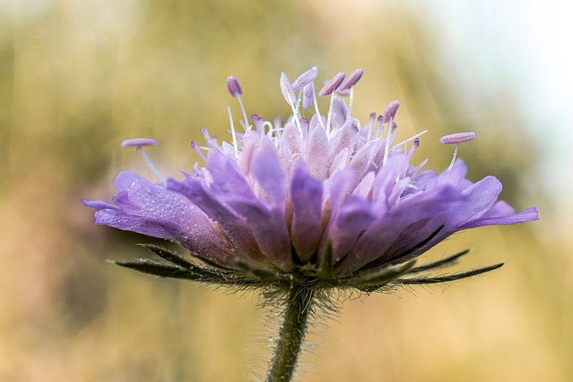 Crown of nature by Nicole Schmidt