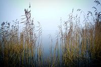 Riet en mist