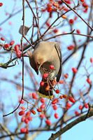 Plague bird in a tree full of red berries in the autumn sunshine