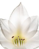 White amaryllus