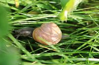 escargot avec maison rose