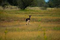 Jumping deer in the wild