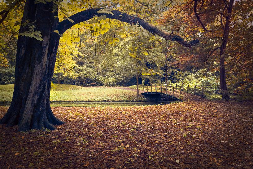 Autumn forest with dark tree trunk and wooden bridge. by André Scherpenberg