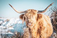 Scottish Highlanders