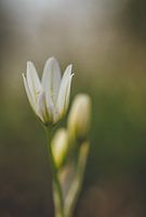 flower flower white soft focus