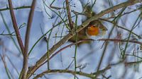 Robin on a branch in the snow