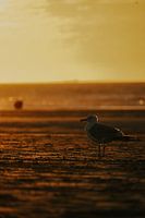 Mouette au coucher du soleil