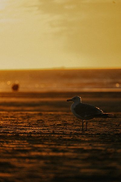 Mouette au coucher du soleil par angelo adriaenssens