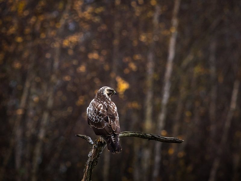 Buzzard in the autumn by OCEANVOLTA