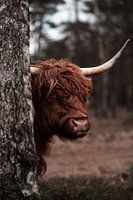 Scottish Highlander