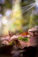 Mushroom in morning light