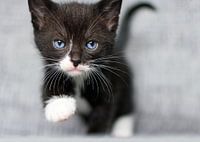 Kätzchen geht auf dich zu