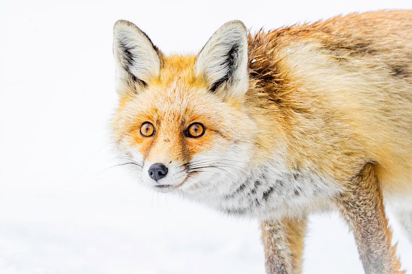 Gros plan sur un renard par Sam Mannaerts