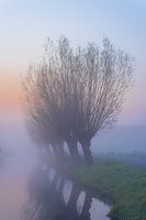Pollard Willows in the Morning Mist